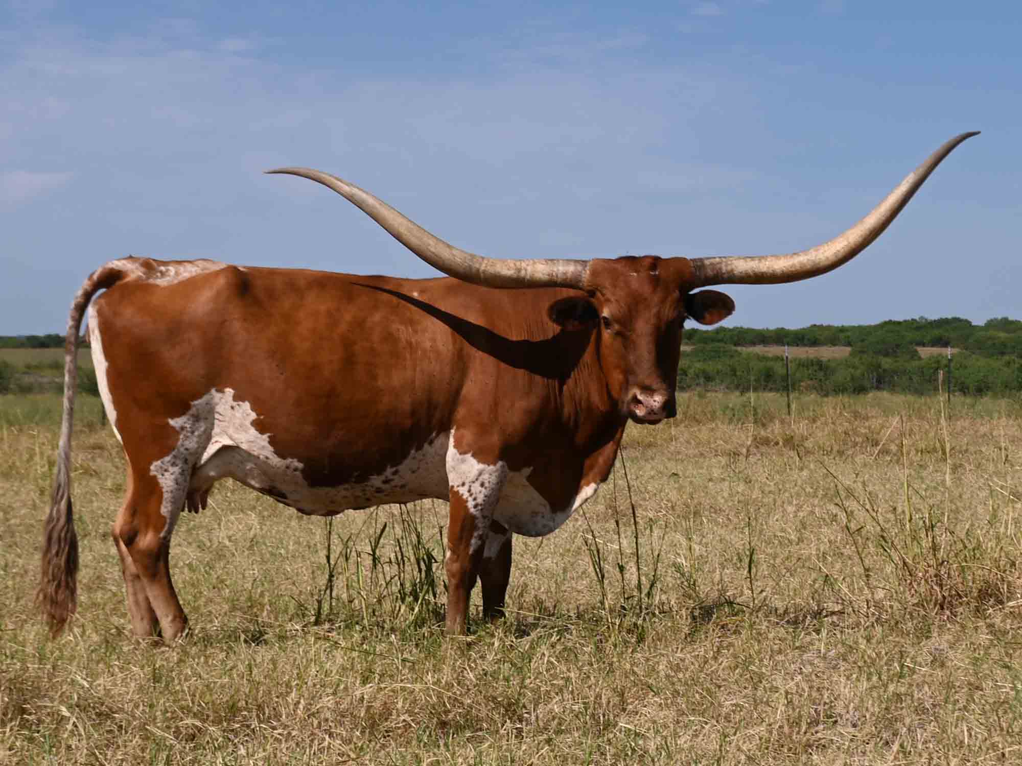 Rocking O Longhorns Young Cows for sale